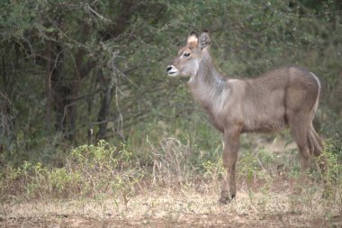 İsrail 'in güneyindeki ulusal parktaki dişi geyik (cervus elaphus). ).