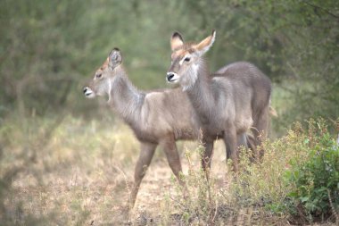 Çimlerde iki genç geyik