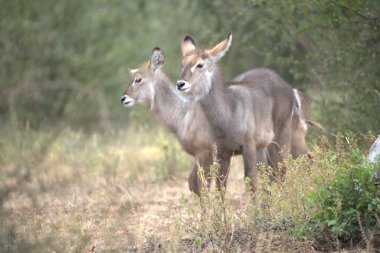 Ormanda geyik, hayvan ve hayvan