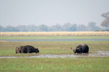 Nehirde bir grup fil