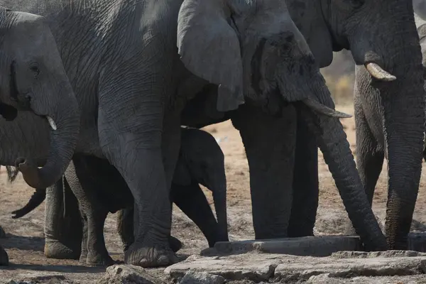 Vahşi doğadaki büyük Afrika filleri