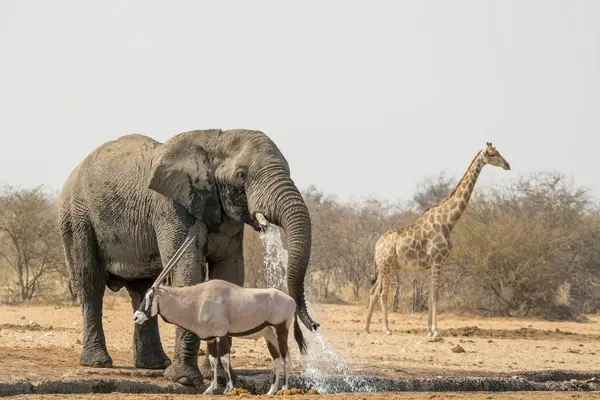 Fil ve bebek Etoşa Ulusal Parkı, Namibya 'daki bir su birikintisinden içiyorlar.