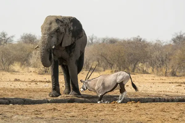 Afrika vahşi hayatının en büyük fili Kenya 'nın ulusal parkındaki Afrika fili..