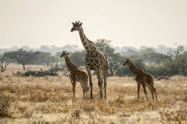 Kenya ulusal parkında ağaçların arasında yürüyen bir zürafa sürüsü.