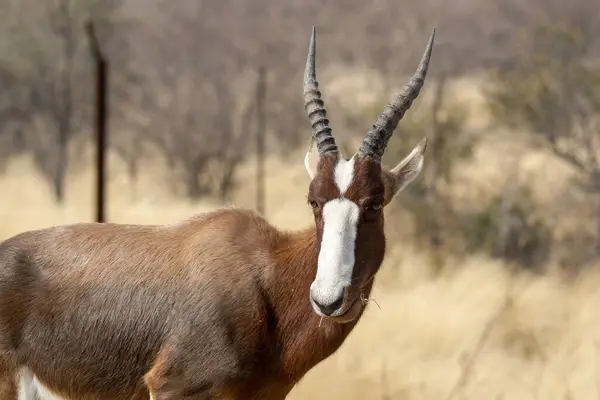 Erkek antilopların yakın plan çekimi.