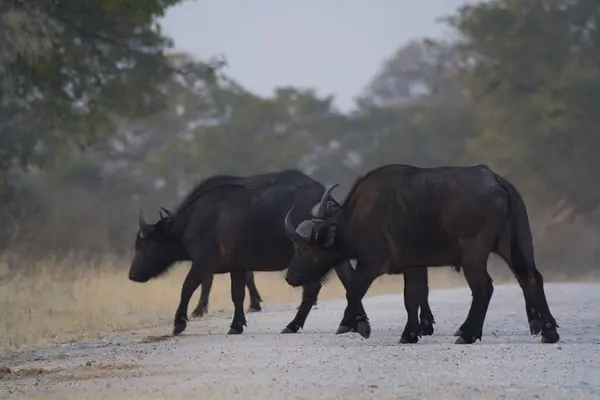 Afrika bufalosu, ceros certa fer, ayrıca boğa, cercercercerus, ceros cercer olarak da bilinir.