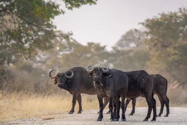 Bir grup vahşi Afrika bufalosu.
