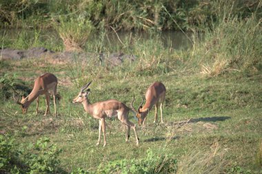Kenya 'da vahşi hayvanlar.