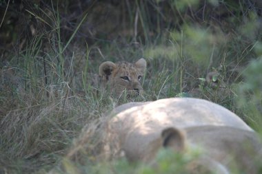 Aslan yavruları çimenlerde dinleniyor.
