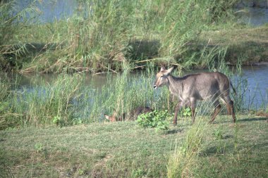 doğada vahşi hayvanlar