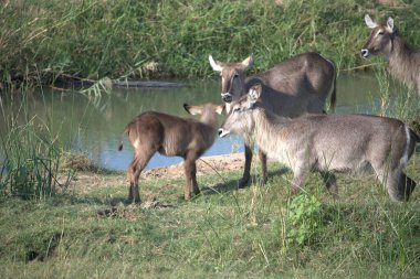 Ormandaki vahşi hayvanlar