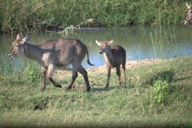 Ormandaki genç bir geyiğin yakın çekimi.
