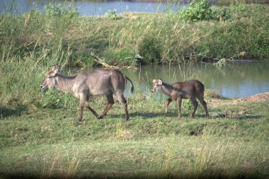 Çimlerin üzerinde bir vahşi hayvan sürüsü
