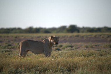 Botswana bozkırında vahşi bir aslan