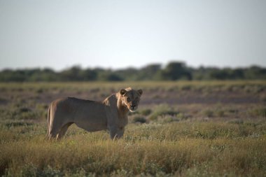 Namibya 'nın güneyindeki namibya bozkırında vahşi bir aslan.