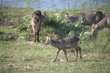 Vahşi doğada geyik
