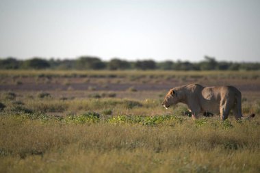 Kenya savanındaki aslan