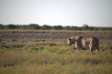 Kenya Ulusal Parkı 'ndaki Afrika fili