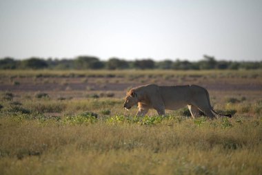 Güzel bir Afrika aslanı.