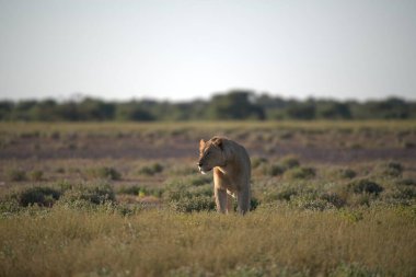 Savanadaki bir aslanın güzel bir resmi.