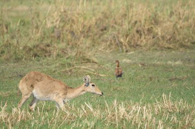 Ormanda bir geyiğin yakın çekimi.