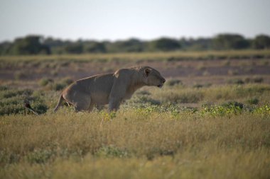 Kenya Ulusal Parkı, Afrika'da aslan