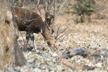 Ormandaki siyah kuyruklu geyik.