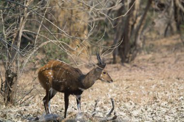 Hayvanat bahçesindeki geyik.