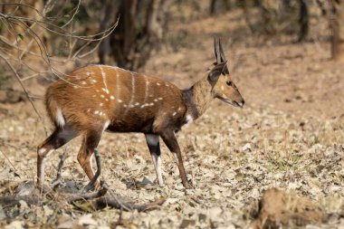 Kruger Park, Güney Afrika 'daki erkek İmpala.