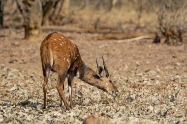 Kızıl geyik (cervus elaphus )
