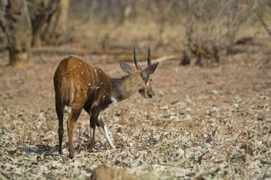 Güney Afrika 'daki Kruger Ulusal Parkı' nda erkek ve dişi bir Impala 'nın yakın çekimi..