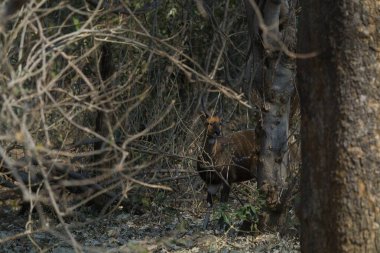 Ormanda kızıl tilki