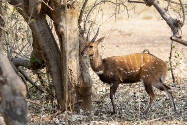 Kızıl - Güney Afrika 'daki Kruger Ulusal Parkı' nda İmpala..