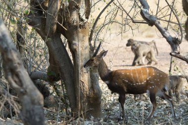 Ormandaki vahşi geyik
