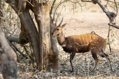 Kruger Park 'ta erkek impala.