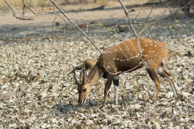 Sevimli genç bir geyiğin yakın plan fotoğrafı.