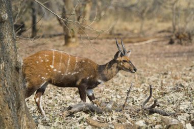 Erkek geyik doğada yaşar.