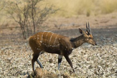 Ormandaki genç geyik