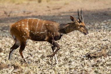 Erkek kudu, stregelaphus gelapheros, yerde duruyor. Geldu, gelderland, Hollanda.