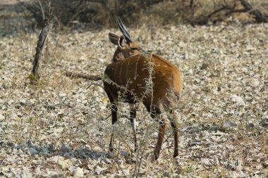 Kenya bozkırında bir erkek ceylan (ceylan ruelle ceylanı)