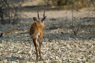 Doğal Kızıl geyik