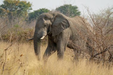 Afrika 'nın savanasında yürüyen Afrika fili