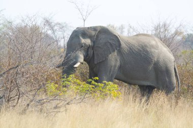 Afrika bozkırında büyük bir fil.