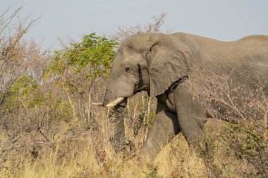 Kenya savanındaki fil