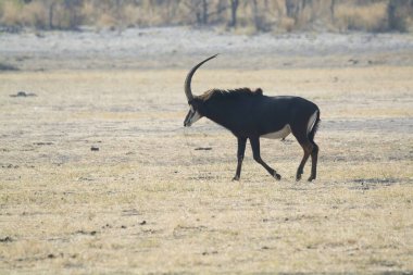 Afrikalı vahşi boğa (panthera leo) Afrika savanı, Botswana 'da