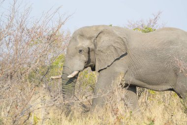 Afrika fili (Loxodonta africana) Kruger Ulusal Parkı, Güney Afrika.