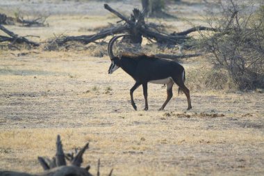 Ormandaki genç bir geyiğin yakın çekimi.