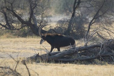 Ormanda boynuzları olan siyah erkek boğa