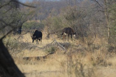 Ormanda otlayan bir inek sürüsü