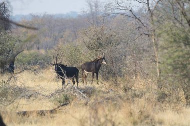 İspanya 'da genç bir erkek ve dişi boğanın yakın plan çekimi.
